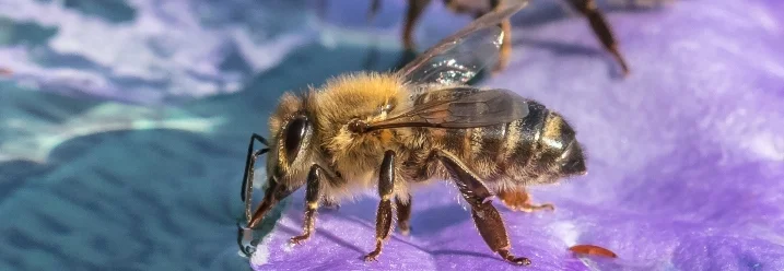 Biene trinkt von einer Blüte